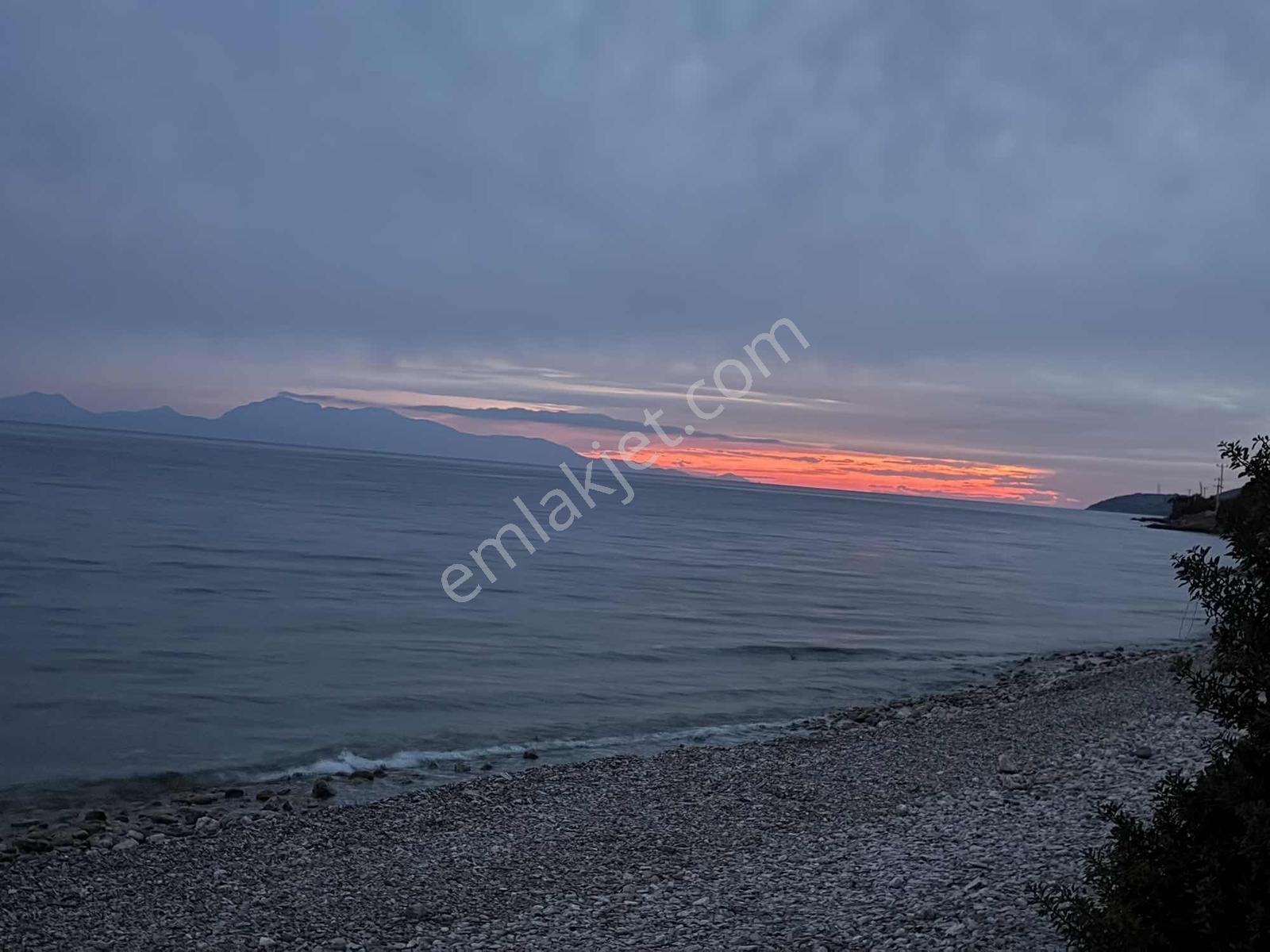Muğla Milas Akçakaya Satılık 14.000 M2 Zeytinli Tarla