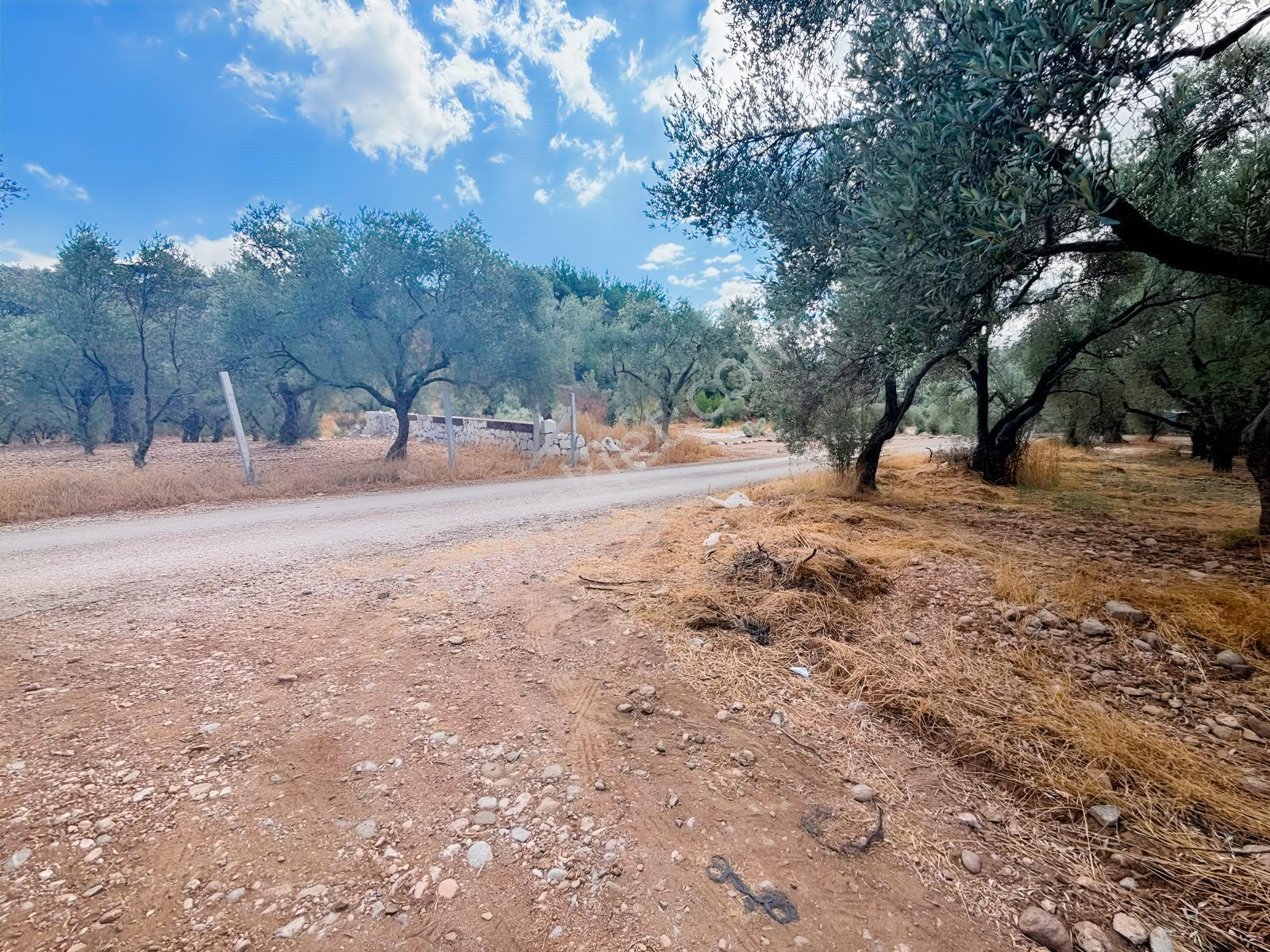 Buca Kırklar 'da 1.170 M² Satılık Tarla — fotoğraf 19