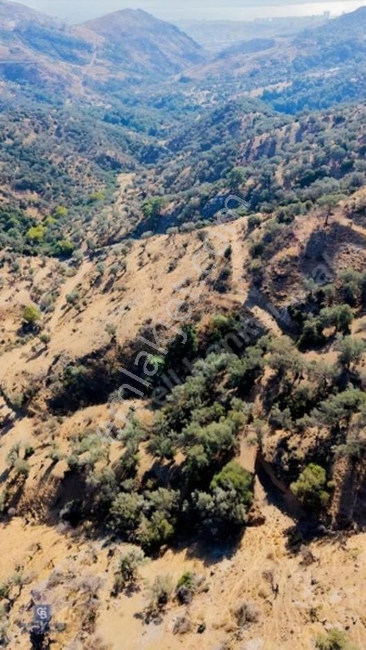 Karşıyaka Yamanlar'da 3305 M Zeytinlik — fotoğraf 6