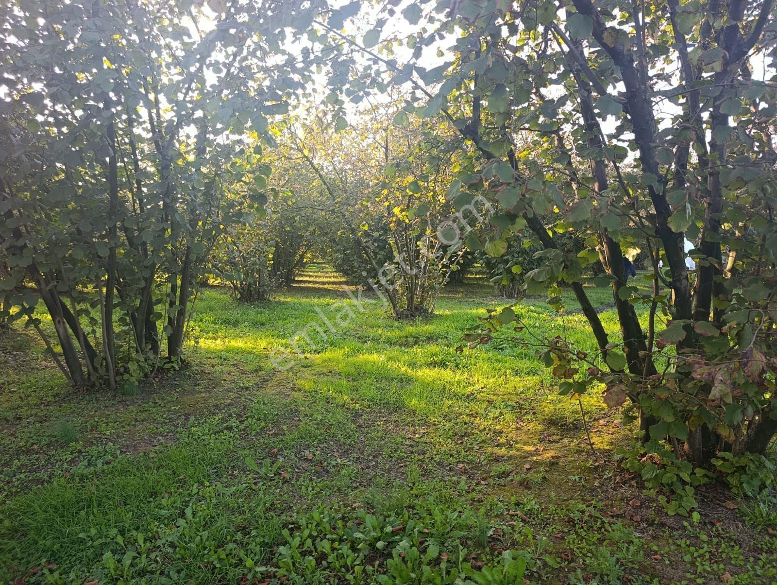Çok İyi Durumda Fındık Bahcesi — fotoğraf 2