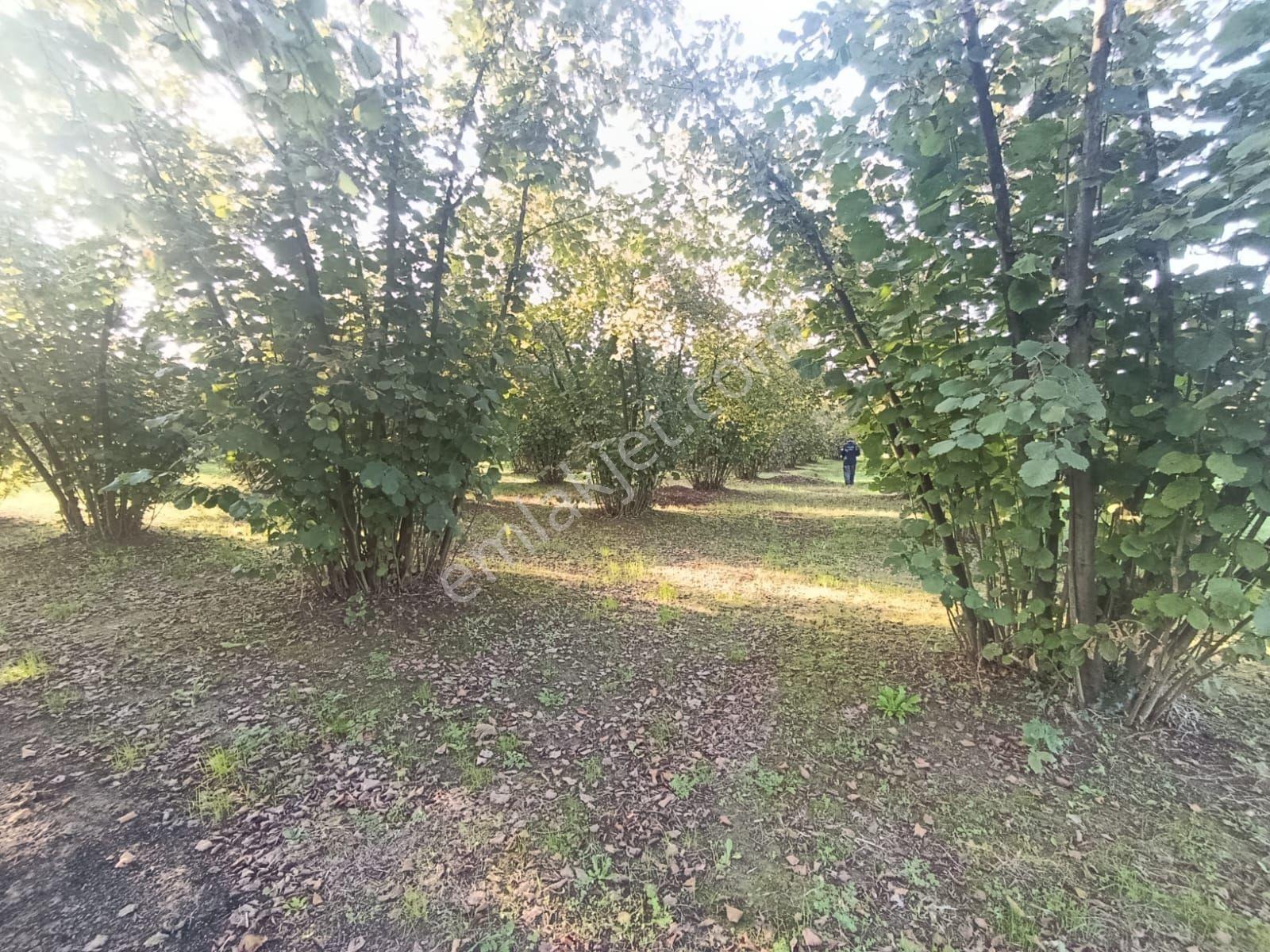 Çok İyi Durumda Fındık Bahcesi — fotoğraf 3
