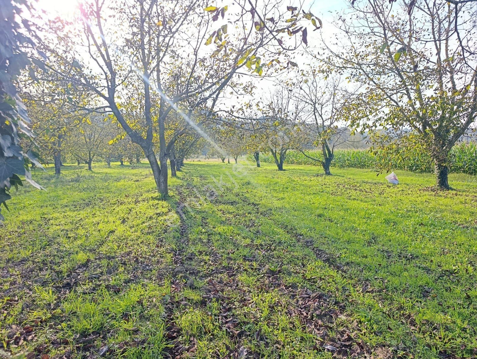 Çok İyi Durumda Fındık Bahcesi — fotoğraf 5