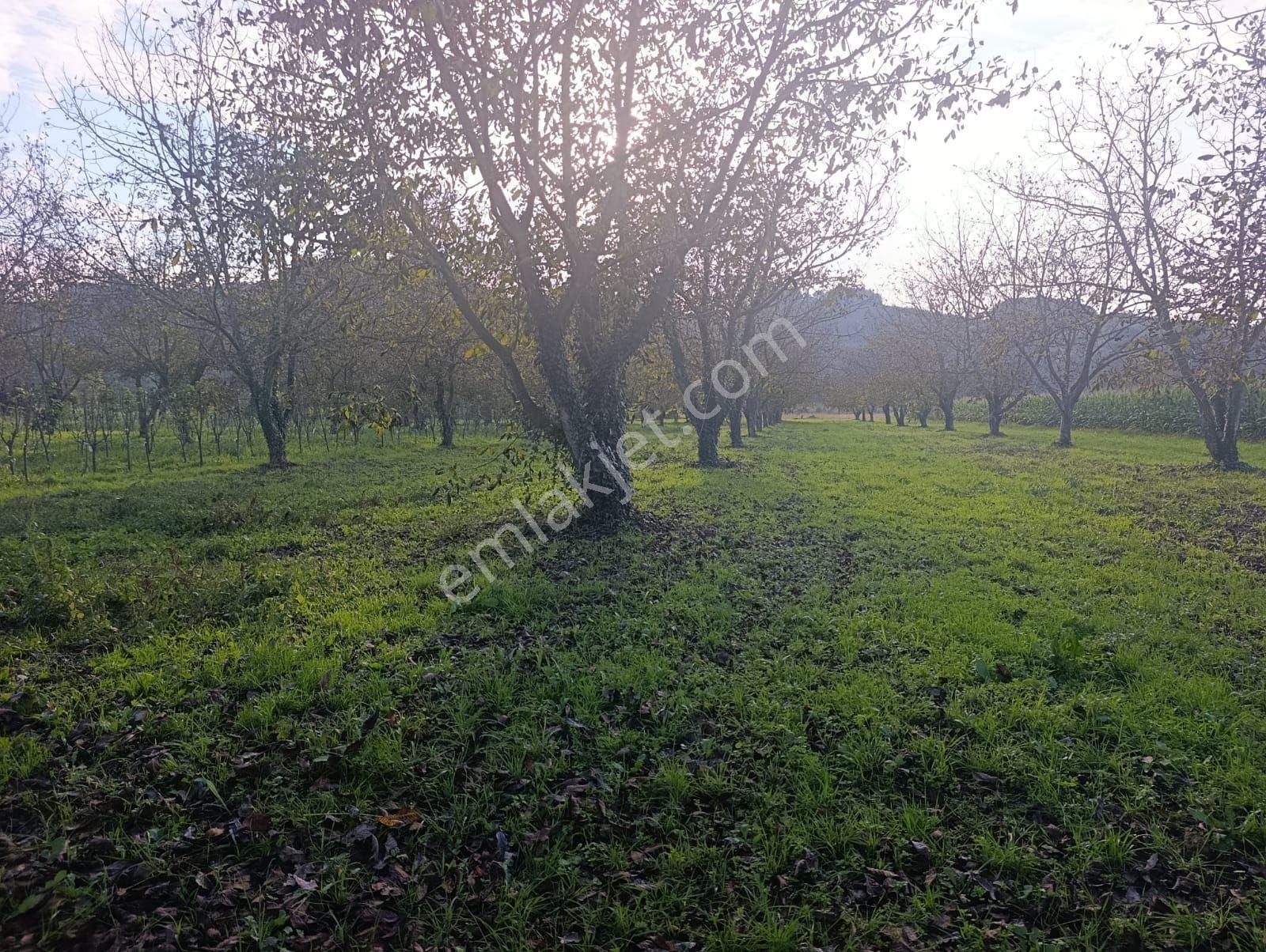 Çok İyi Durumda Fındık Bahcesi — fotoğraf 7