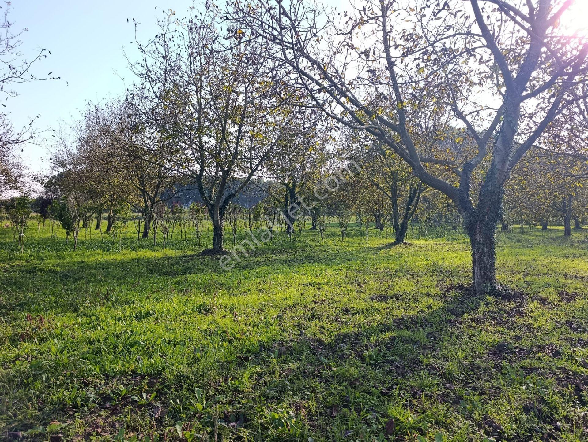 Çok İyi Durumda Fındık Bahcesi — fotoğraf 8