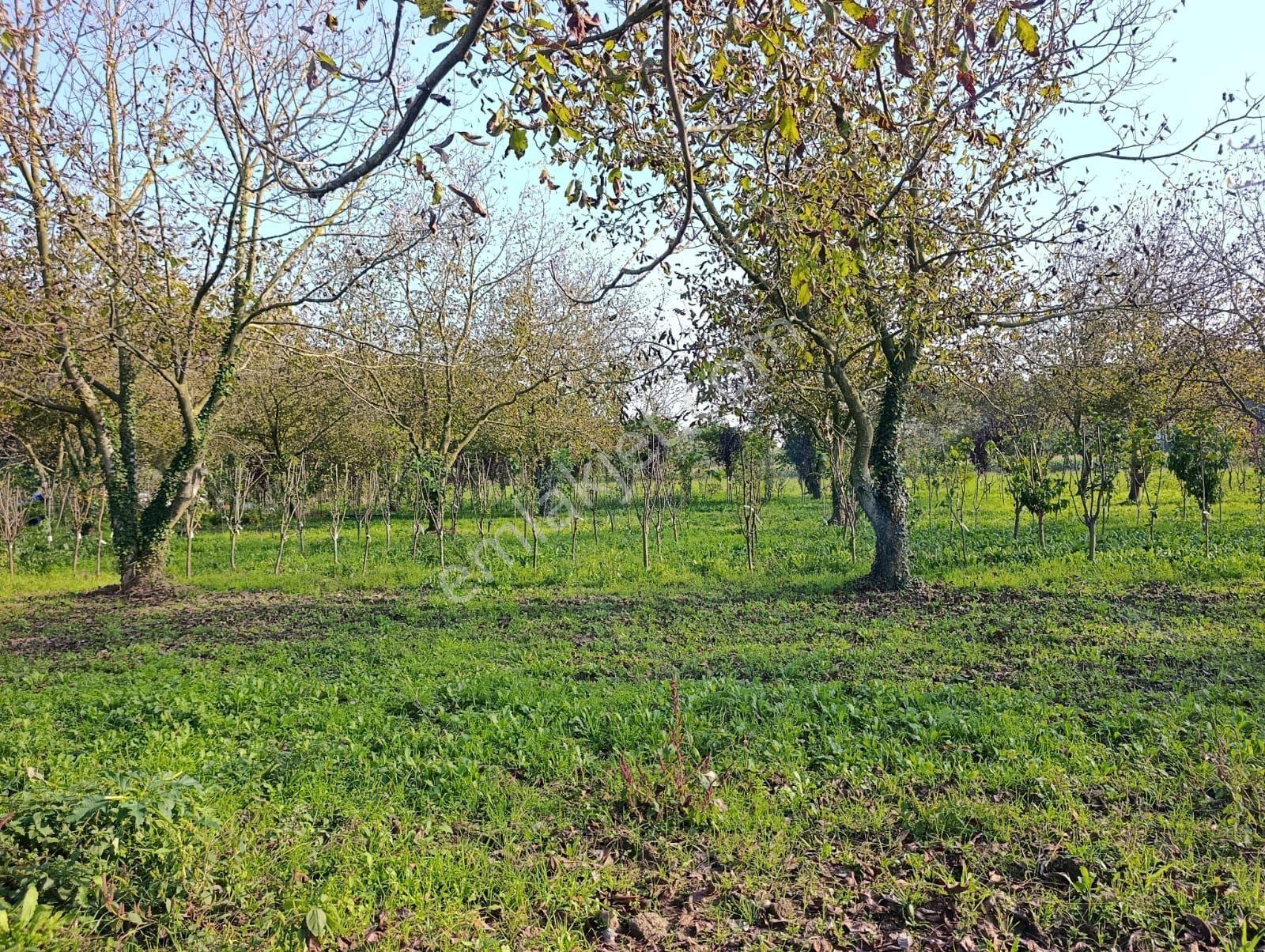 Çok İyi Durumda Fındık Bahcesi — fotoğraf 11