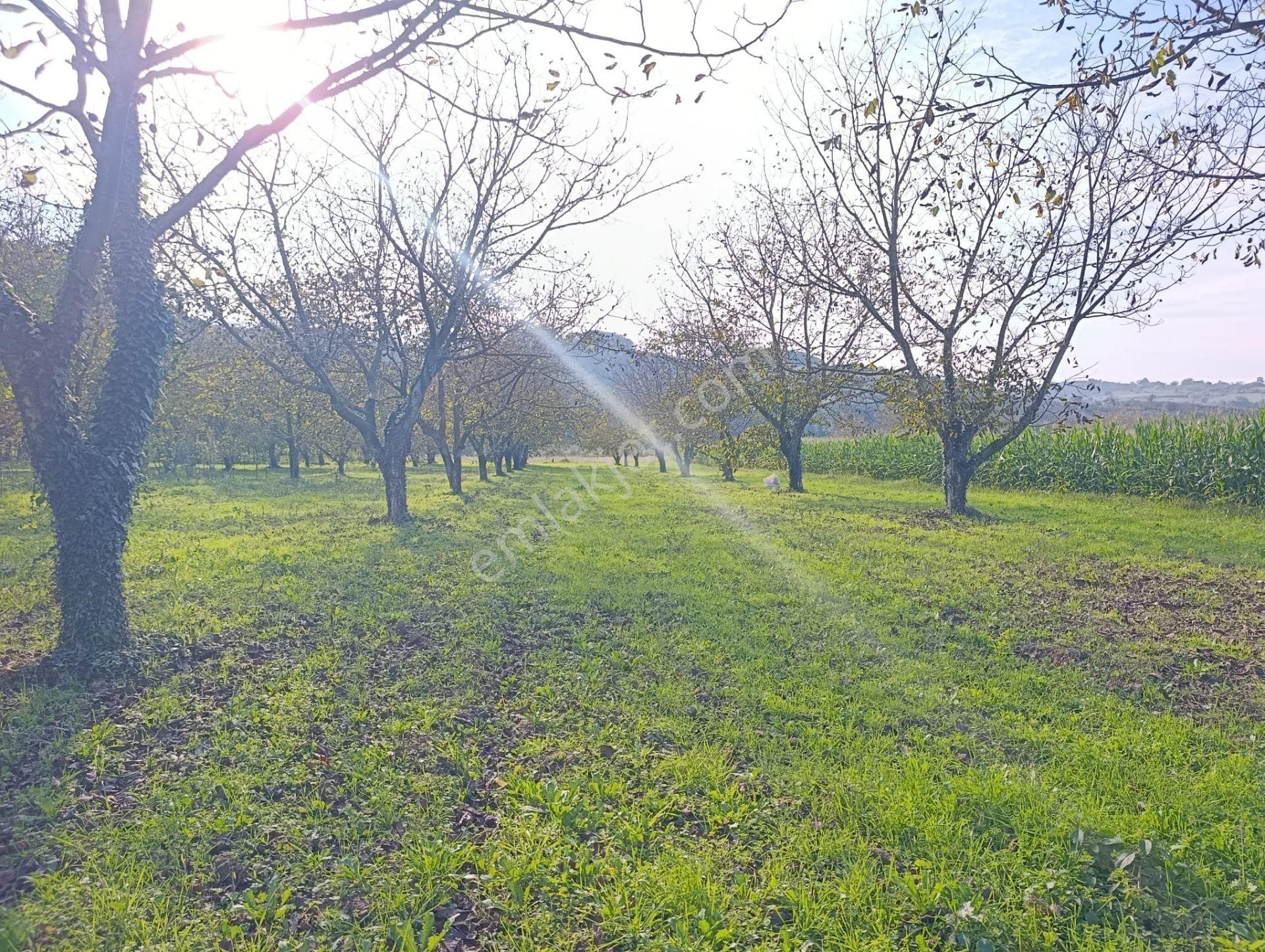 Çok İyi Durumda Fındık Bahcesi — fotoğraf 13