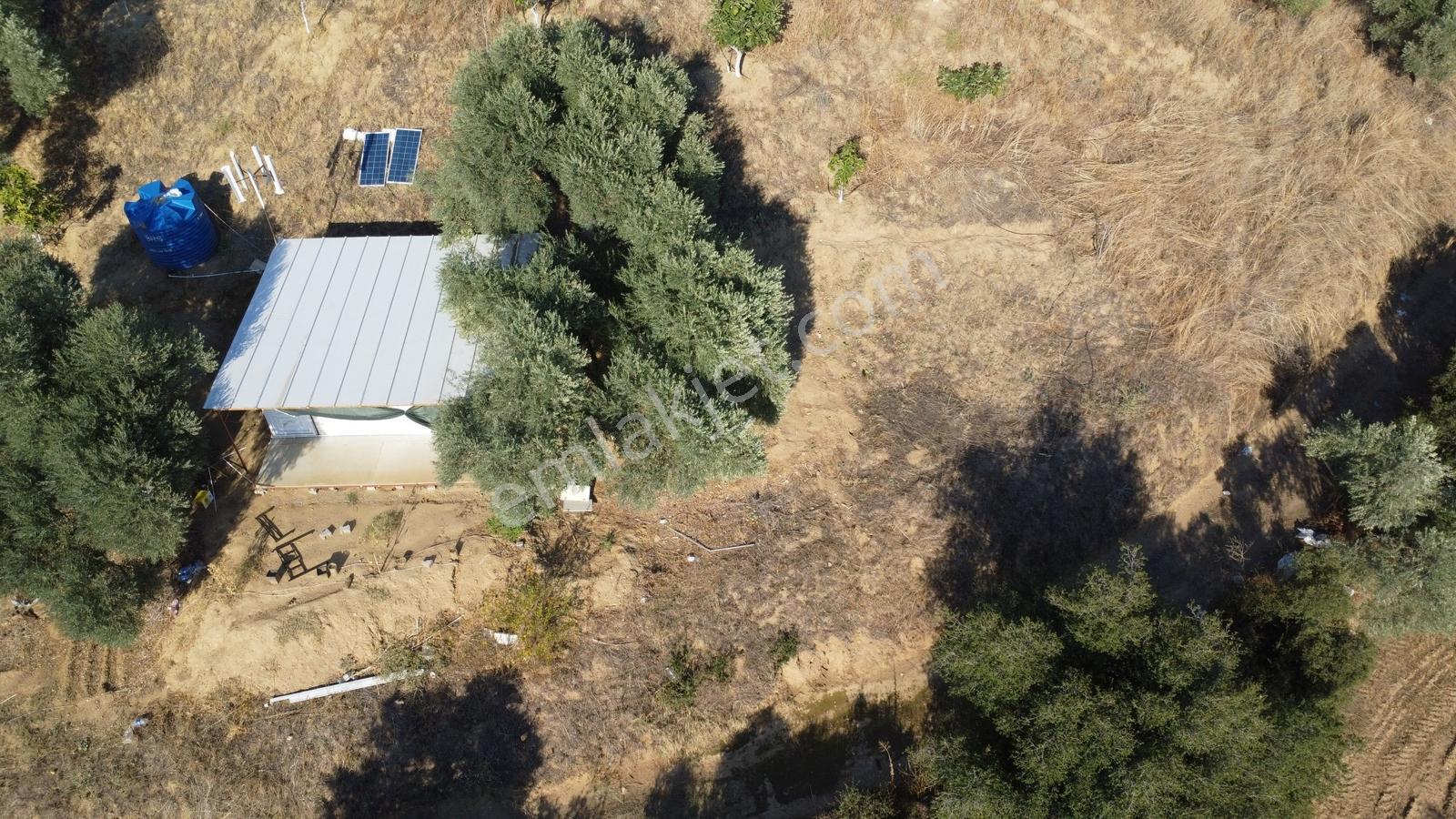 İçinde Evi Olan Tek Tapu 3280 M2 Zetin Ve İncir Bahçesi — fotoğraf 2
