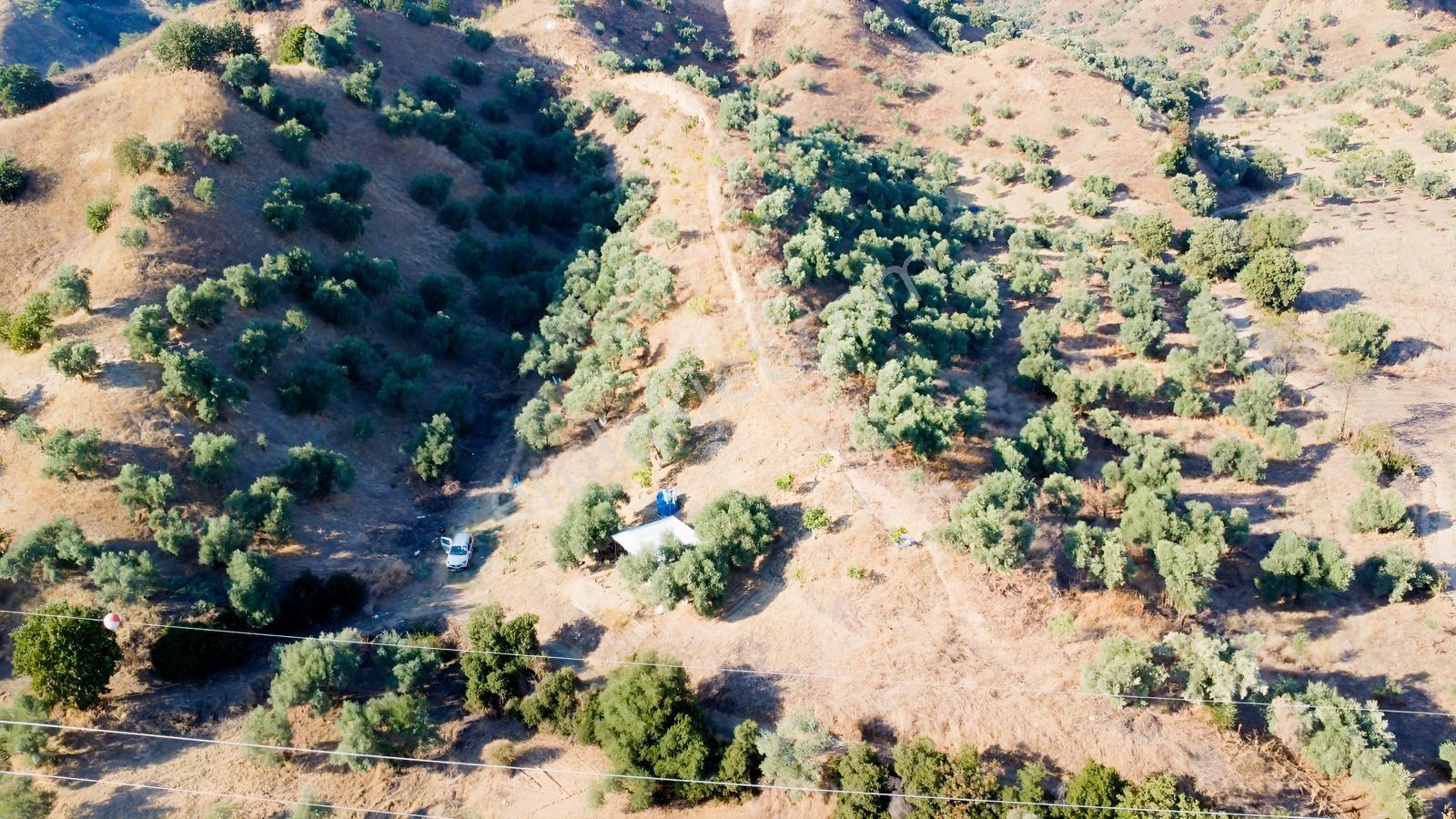 İçinde Evi Olan Tek Tapu 3280 M2 Zetin Ve İncir Bahçesi — fotoğraf 3