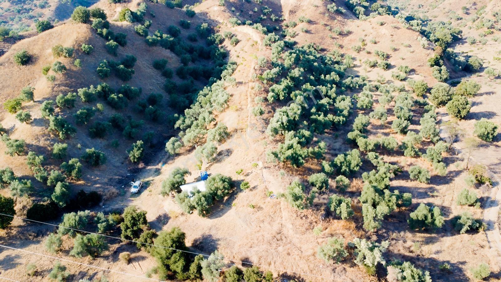 İçinde Evi Olan Tek Tapu 3280 M2 Zetin Ve İncir Bahçesi — fotoğraf 4
