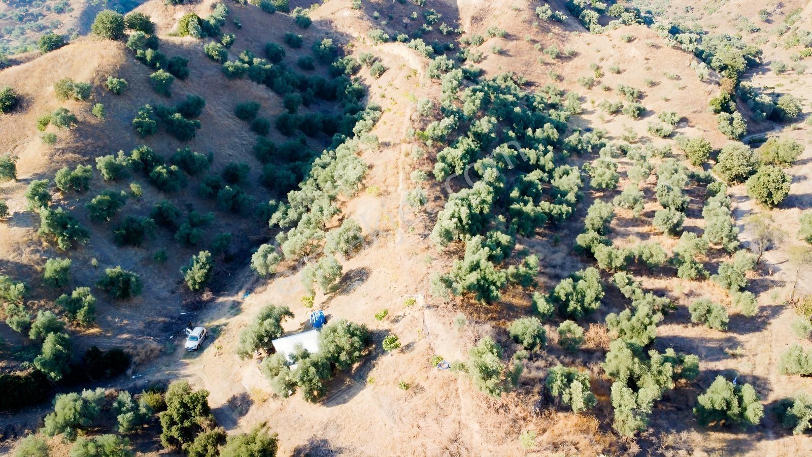 İçinde Evi Olan Tek Tapu 3280 M2 Zetin Ve İncir Bahçesi — fotoğraf 5