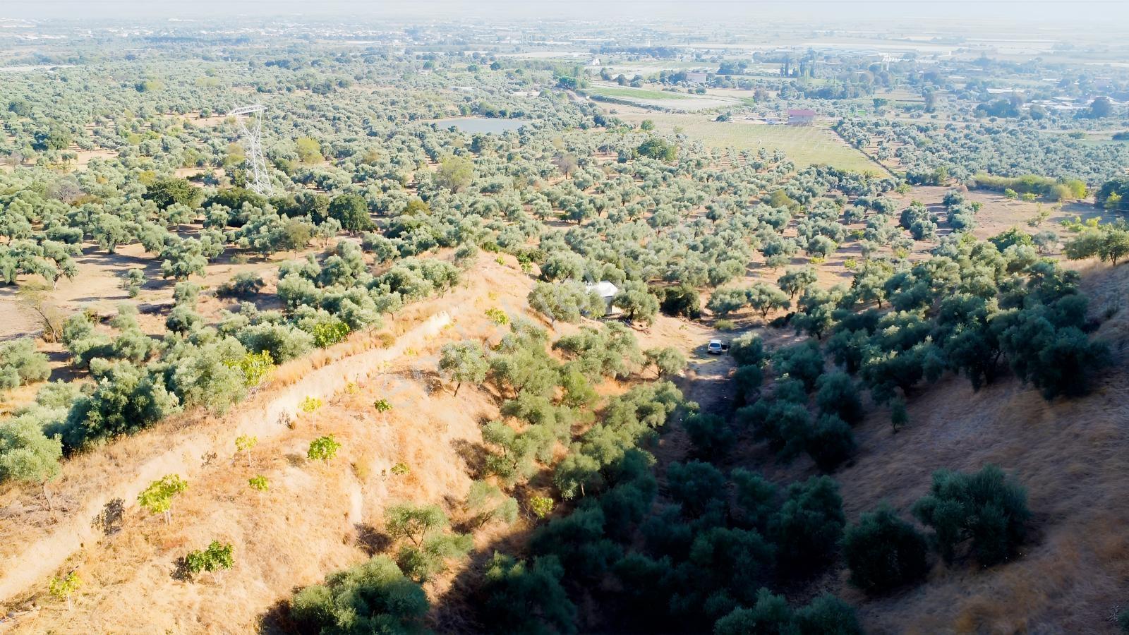 İçinde Evi Olan Tek Tapu 3280 M2 Zetin Ve İncir Bahçesi — fotoğraf 6