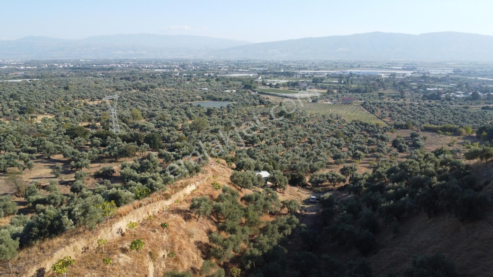 İçinde Evi Olan Tek Tapu 3280 M2 Zetin Ve İncir Bahçesi — fotoğraf 7