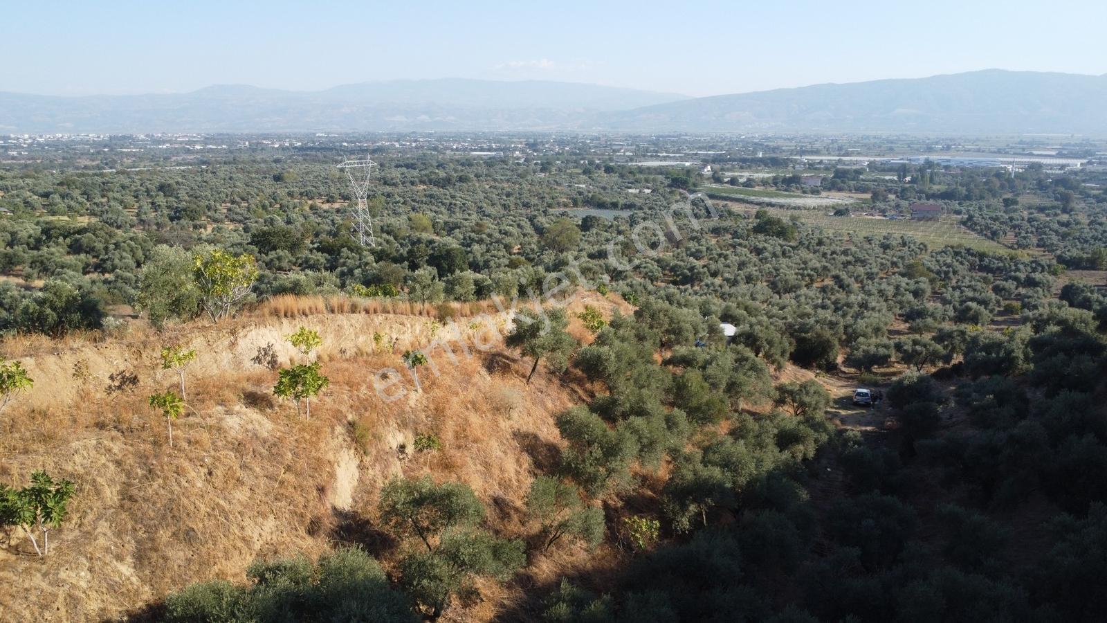 İçinde Evi Olan Tek Tapu 3280 M2 Zetin Ve İncir Bahçesi — fotoğraf 8