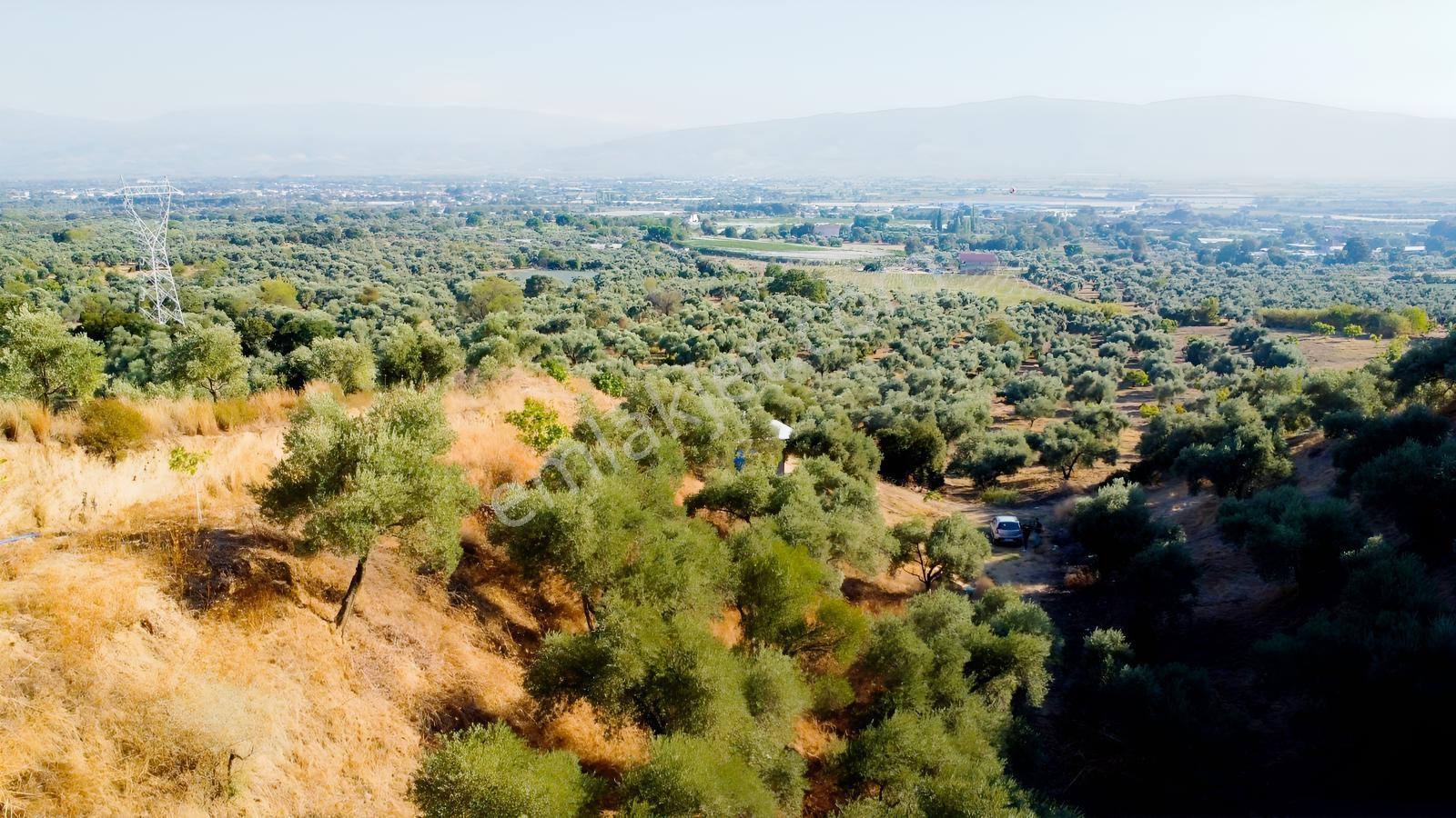 İçinde Evi Olan Tek Tapu 3280 M2 Zetin Ve İncir Bahçesi — fotoğraf 9