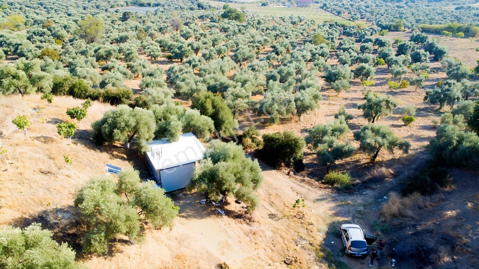 İçinde Evi Olan Tek Tapu 3280 M2 Zetin Ve İncir Bahçesi — fotoğraf 10