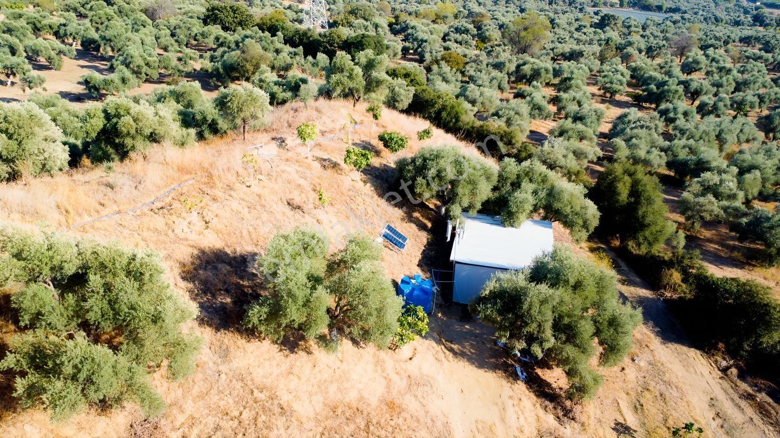 İçinde Evi Olan Tek Tapu 3280 M2 Zetin Ve İncir Bahçesi — fotoğraf 11