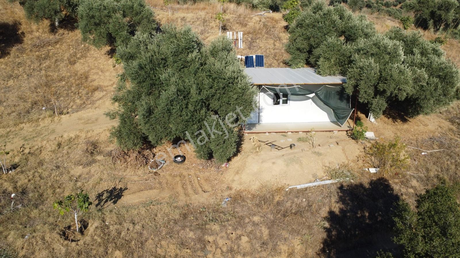 İçinde Evi Olan Tek Tapu 3280 M2 Zetin Ve İncir Bahçesi — fotoğraf 12