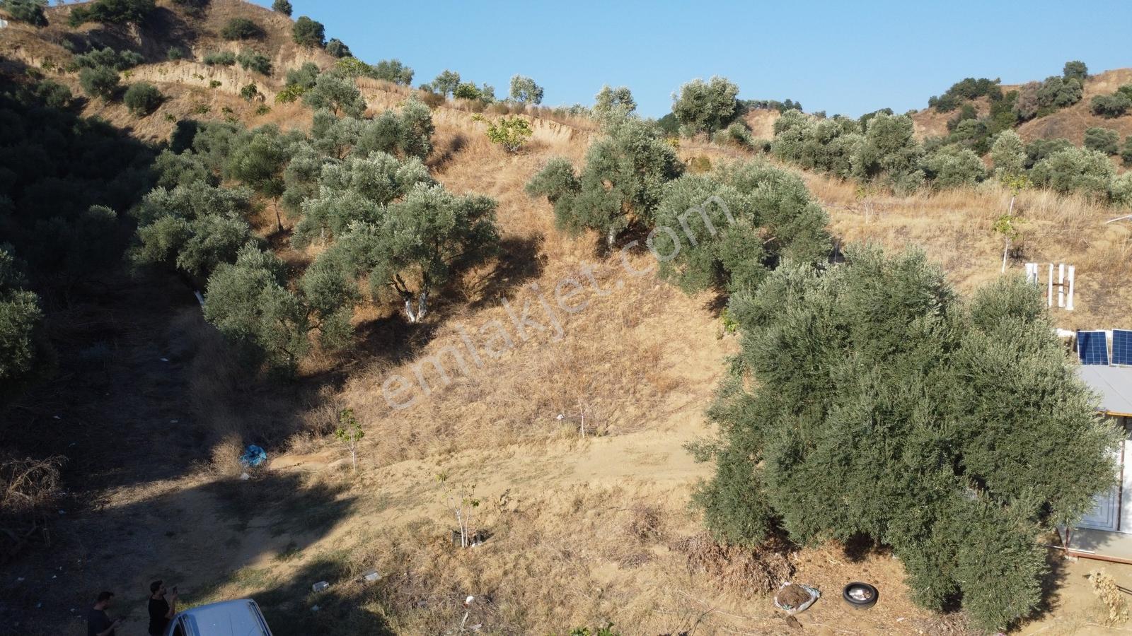İçinde Evi Olan Tek Tapu 3280 M2 Zetin Ve İncir Bahçesi — fotoğraf 13