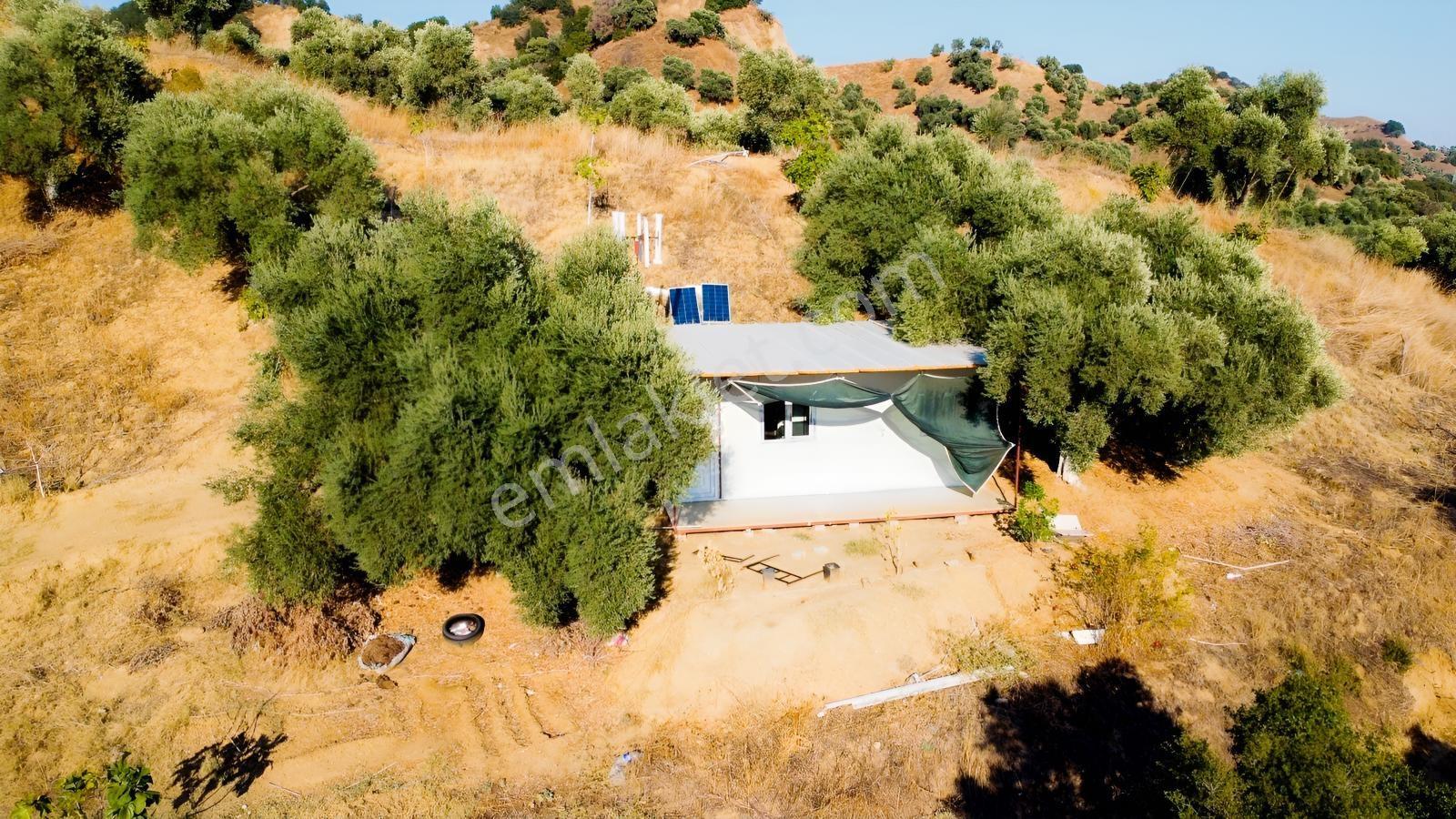 İçinde Evi Olan Tek Tapu 3280 M2 Zetin Ve İncir Bahçesi — fotoğraf 14