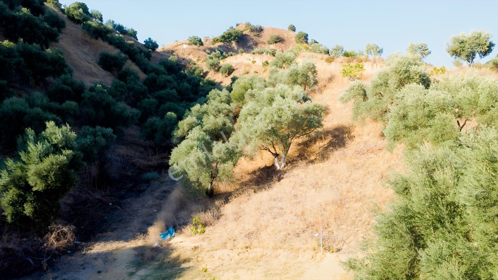 İçinde Evi Olan Tek Tapu 3280 M2 Zetin Ve İncir Bahçesi — fotoğraf 16
