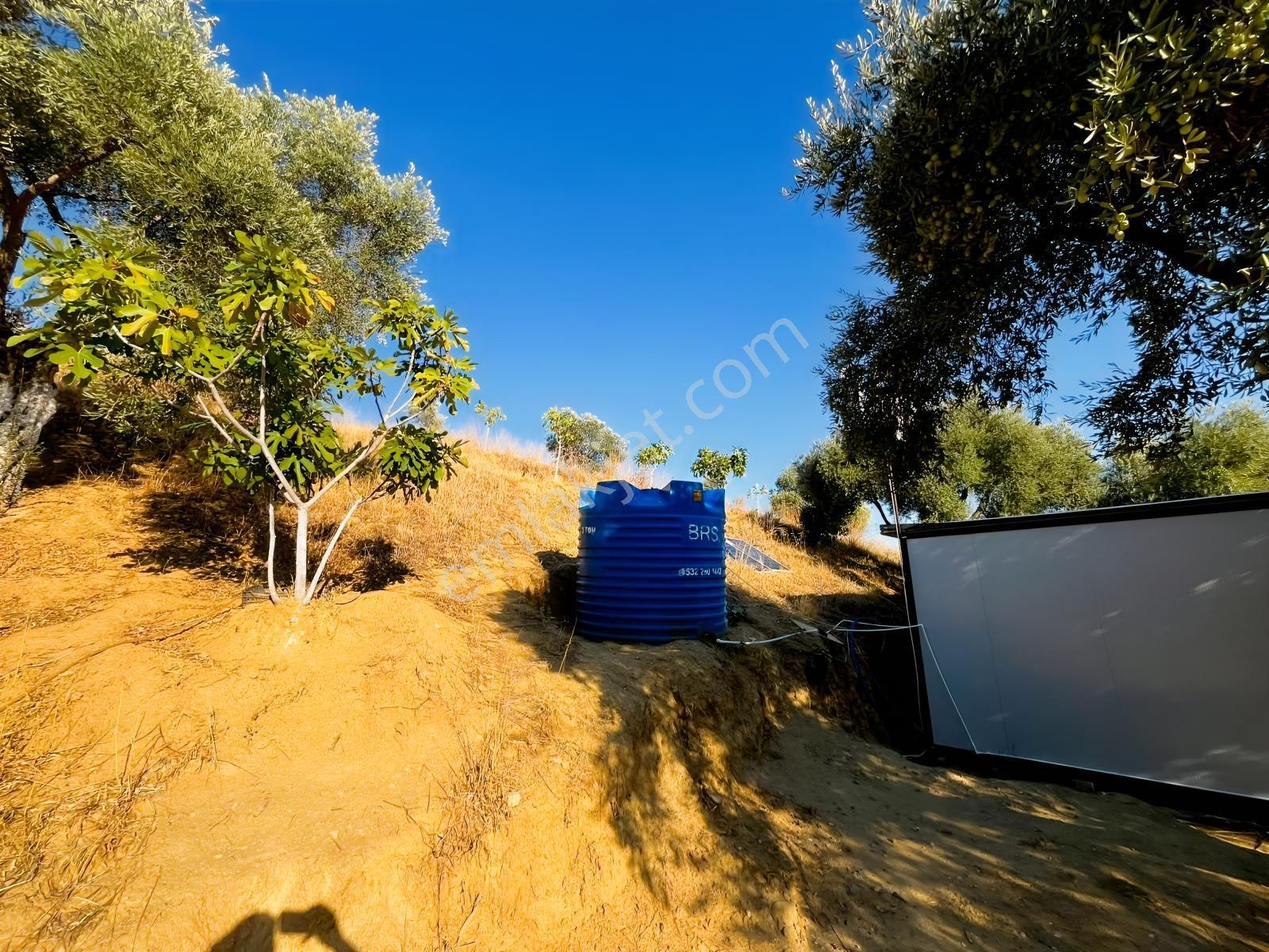 İçinde Evi Olan Tek Tapu 3280 M2 Zetin Ve İncir Bahçesi — fotoğraf 18