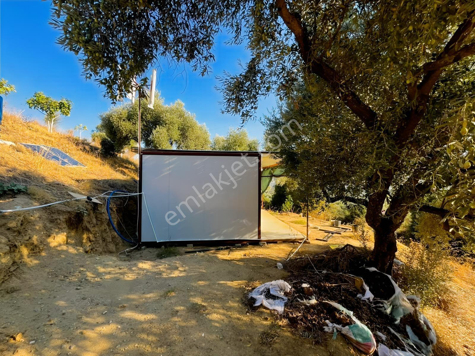 İçinde Evi Olan Tek Tapu 3280 M2 Zetin Ve İncir Bahçesi — fotoğraf 20