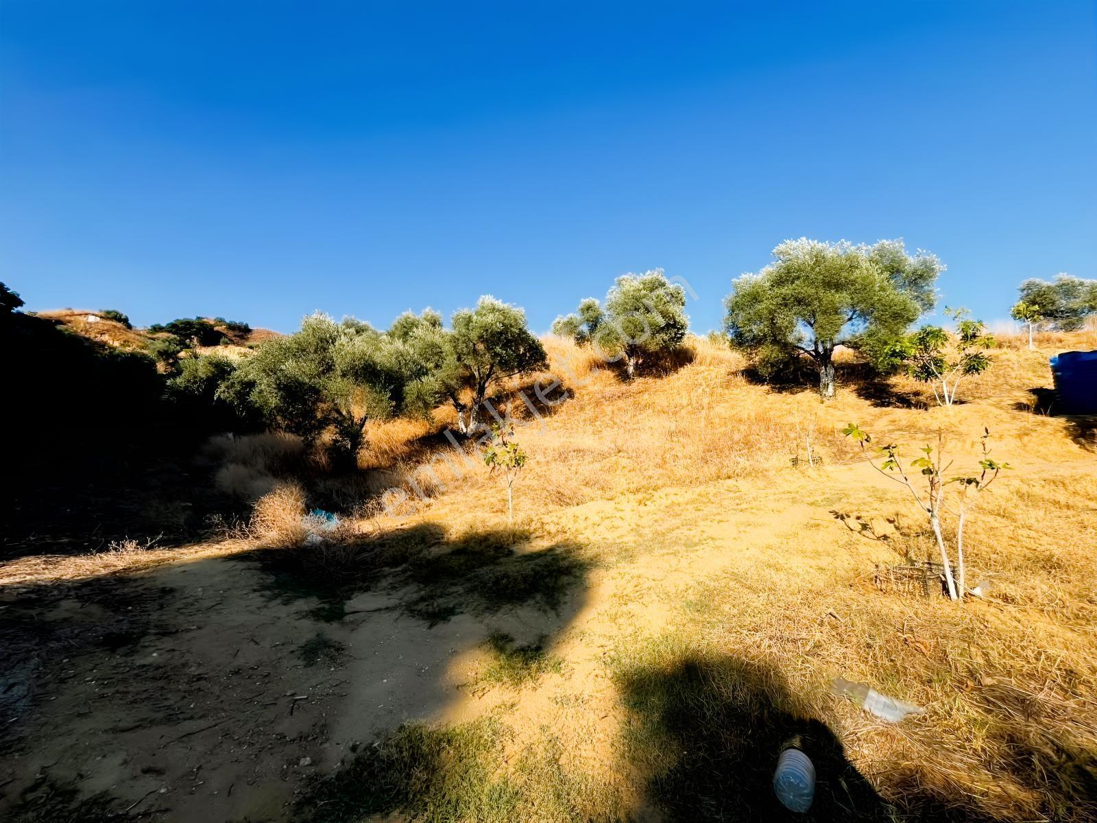 İçinde Evi Olan Tek Tapu 3280 M2 Zetin Ve İncir Bahçesi — fotoğraf 21