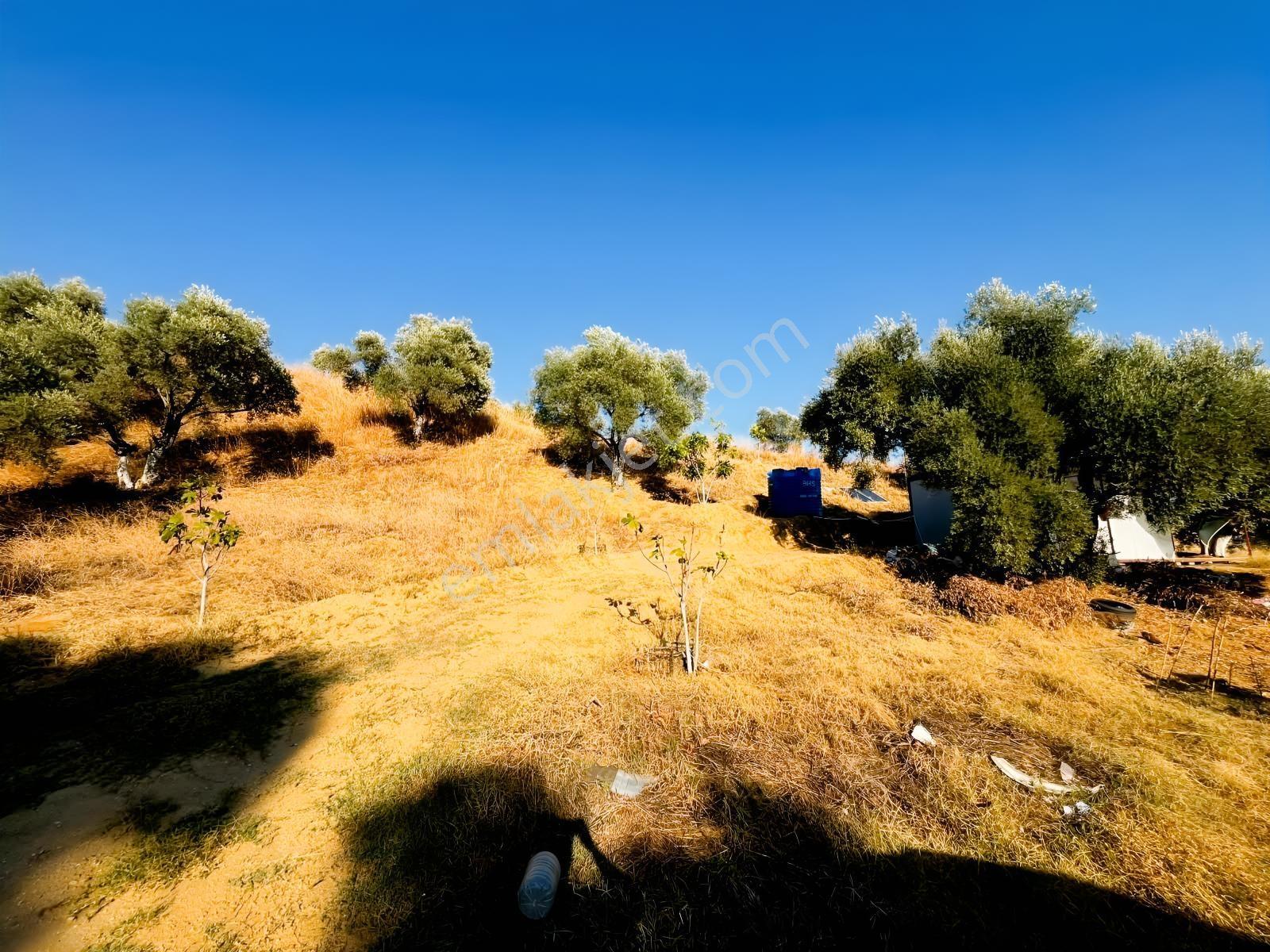 İçinde Evi Olan Tek Tapu 3280 M2 Zetin Ve İncir Bahçesi — fotoğraf 22