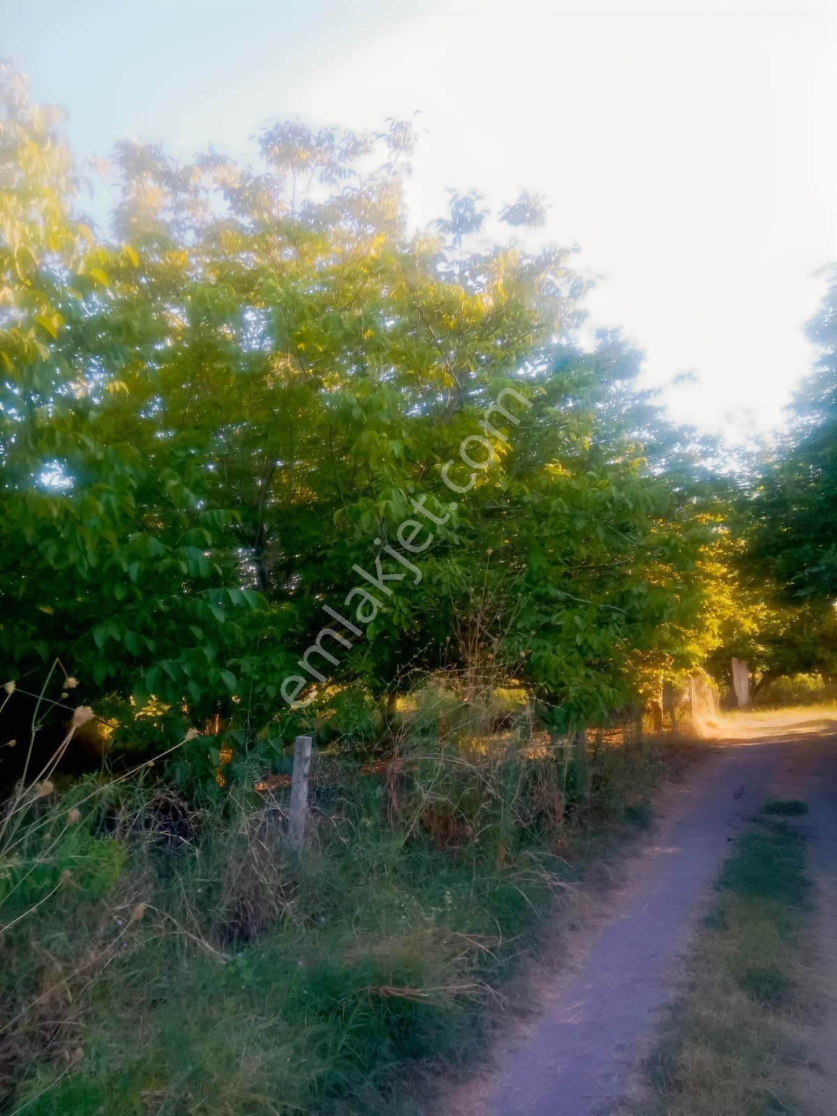 Kocabaşta Satılık Meyve Bahçesi — fotoğraf 2