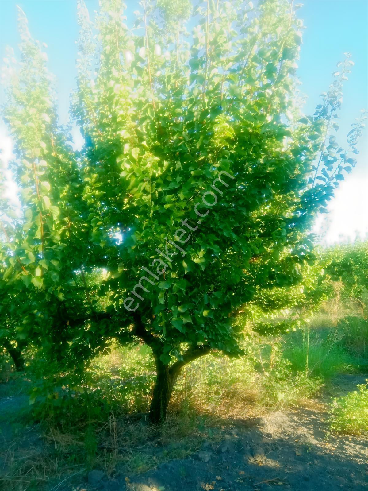Kocabaşta Satılık Meyve Bahçesi — fotoğraf 3