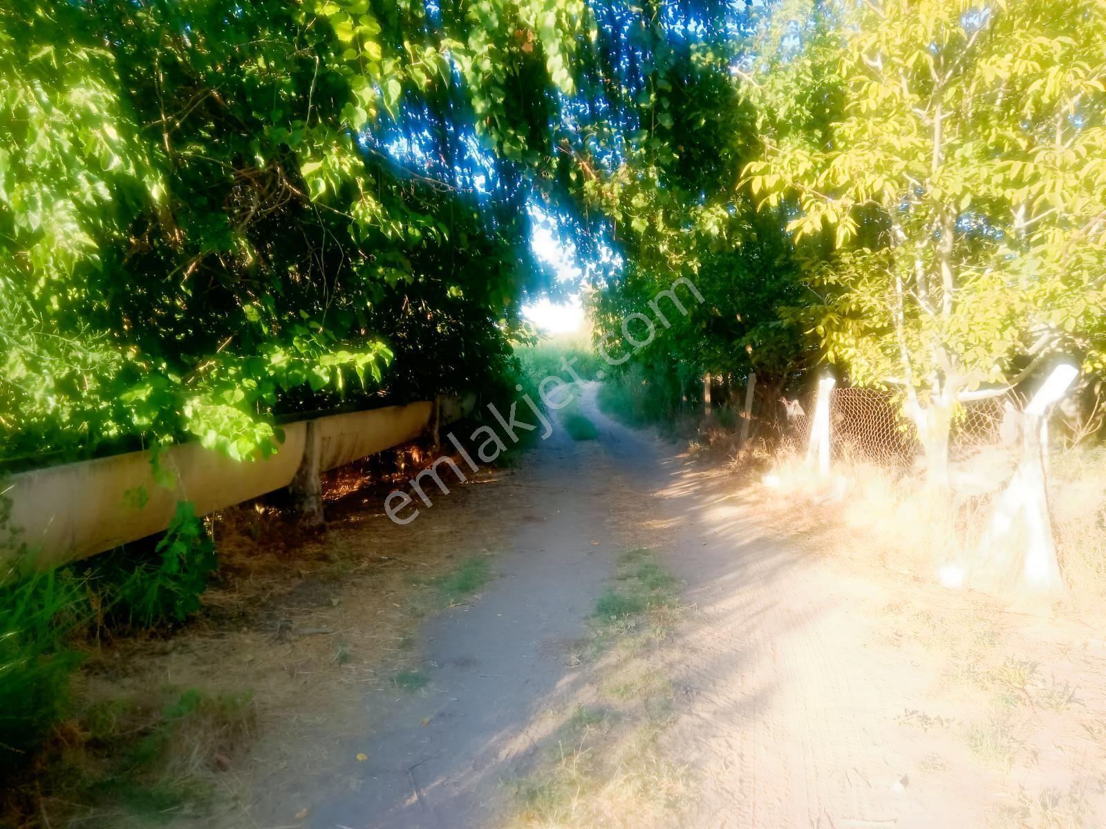 Kocabaşta Satılık Meyve Bahçesi — fotoğraf 5