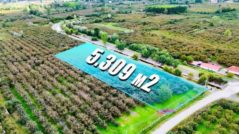 Öz-emmaxtan Kuşçulu Mah. Köşe Başı Satılık Fındık Tarlası — fotoğraf 4