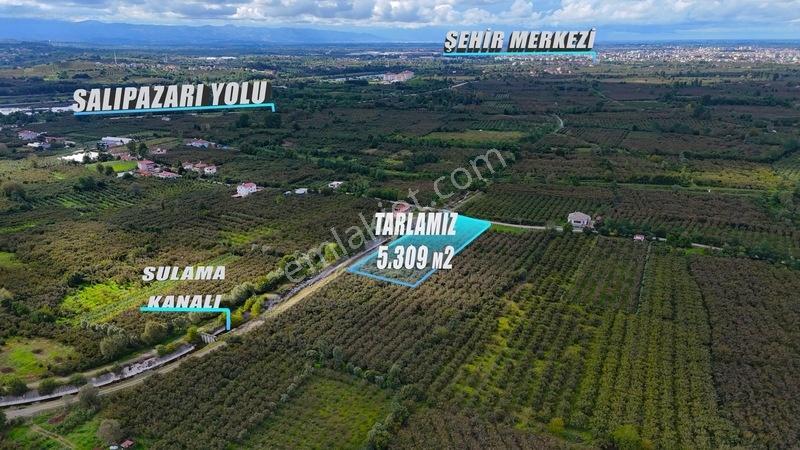 Öz-emmaxtan Kuşçulu Mah. Köşe Başı Satılık Fındık Tarlası — fotoğraf 5