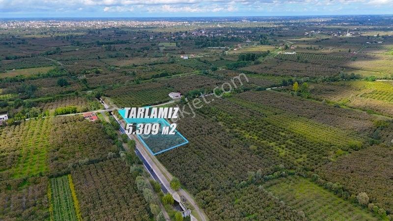 Öz-emmaxtan Kuşçulu Mah. Köşe Başı Satılık Fındık Tarlası — fotoğraf 6