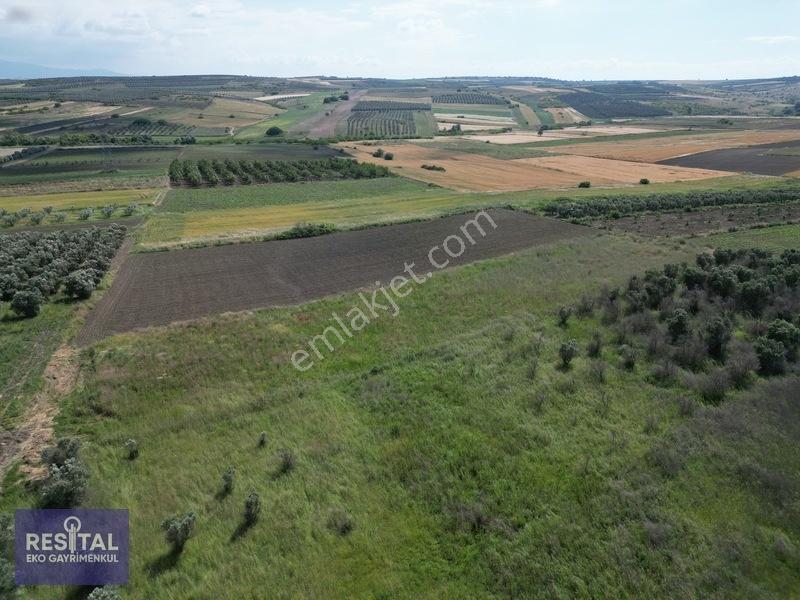 Karacabey Sultaniye 3.875 M2 Müstakil Tapulu Tarla — fotoğraf 8