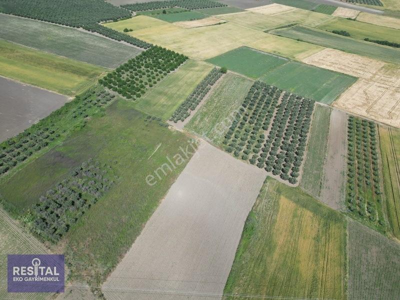 Karacabey Sultaniye 3.875 M2 Müstakil Tapulu Tarla — fotoğraf 11