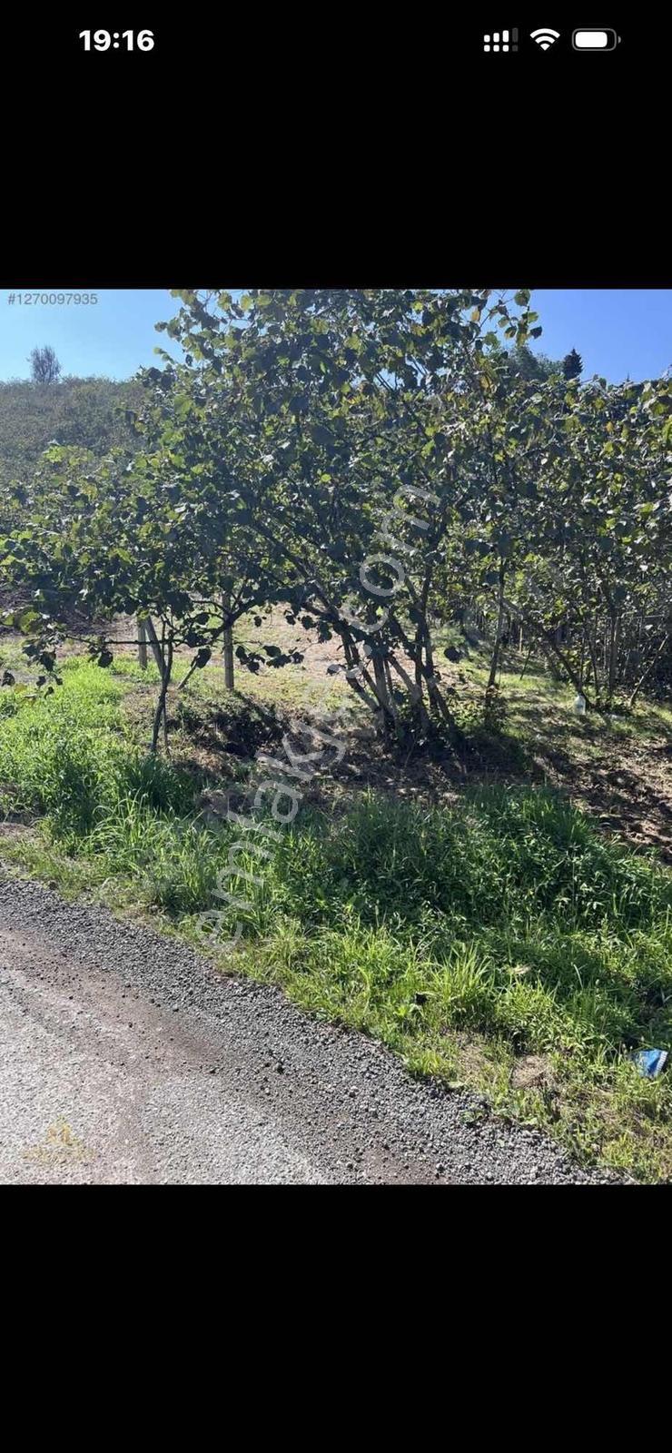 Gokdemir Gayrimenkul'den Erikli Köyü'nde Satılık Fındık Bahçesi — fotoğraf 5