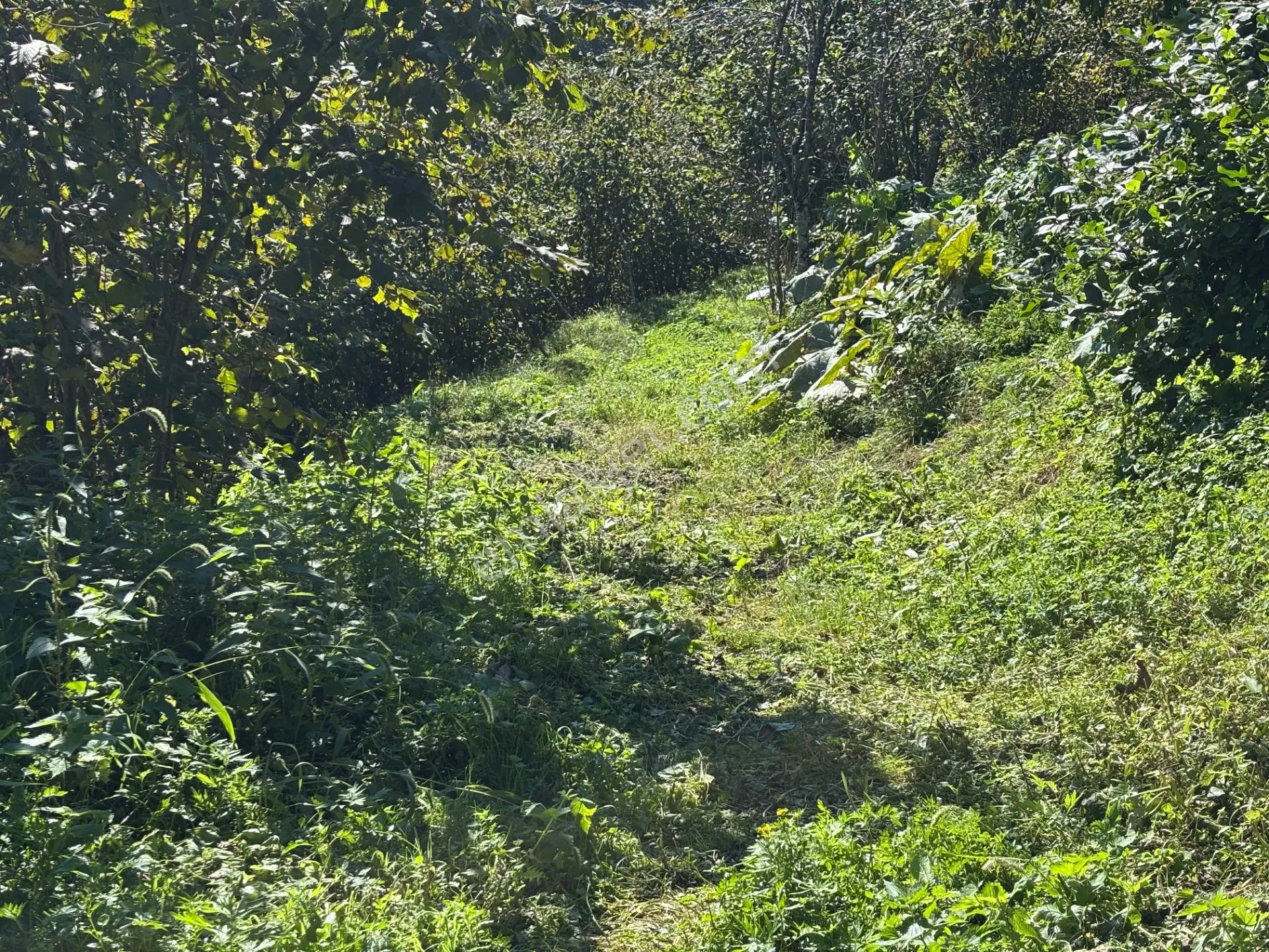 Trabzon Havaalanına 4 Km Mesafede Satılık Fındık Bahçesi