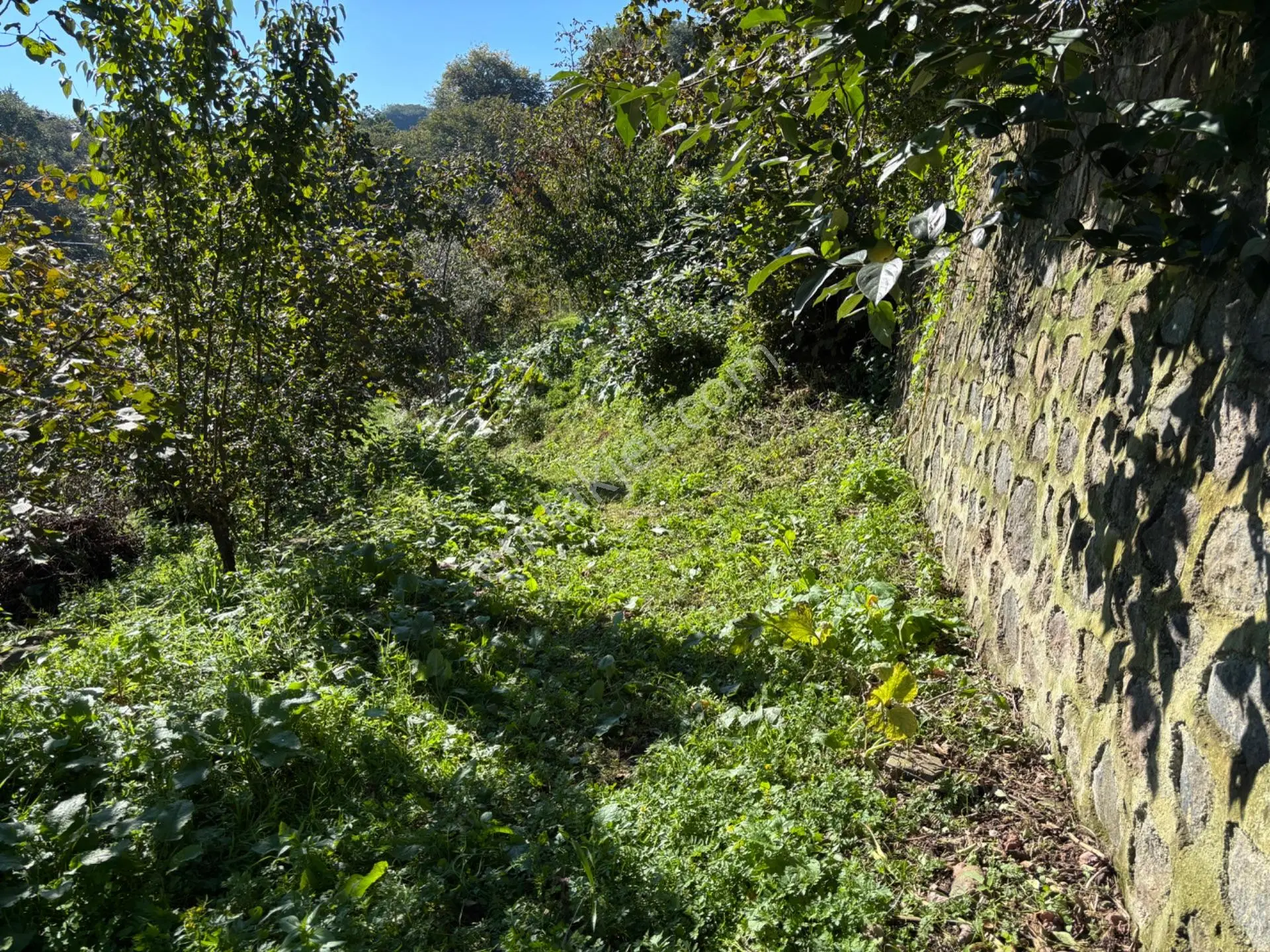 Trabzon Havaalanına 4 Km Mesafede Satılık Fındık Bahçesi — fotoğraf 4