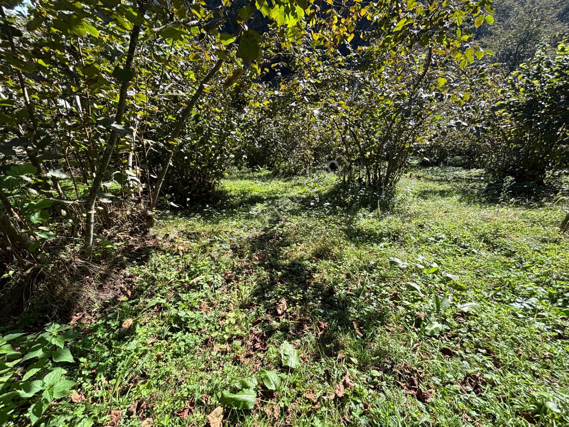 Trabzon Havaalanına 4 Km Mesafede Satılık Fındık Bahçesi — fotoğraf 11