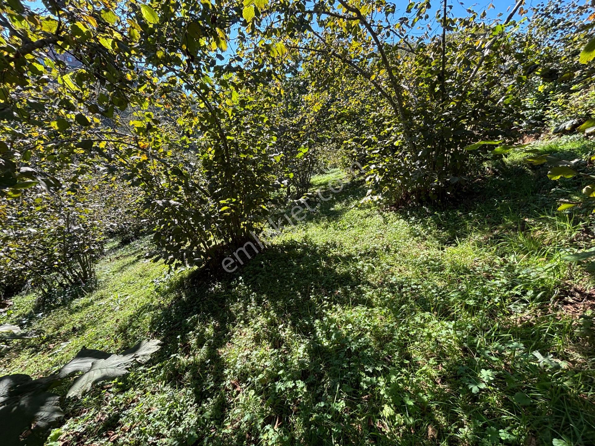 Trabzon Havaalanına 4 Km Mesafede Satılık Fındık Bahçesi — fotoğraf 13