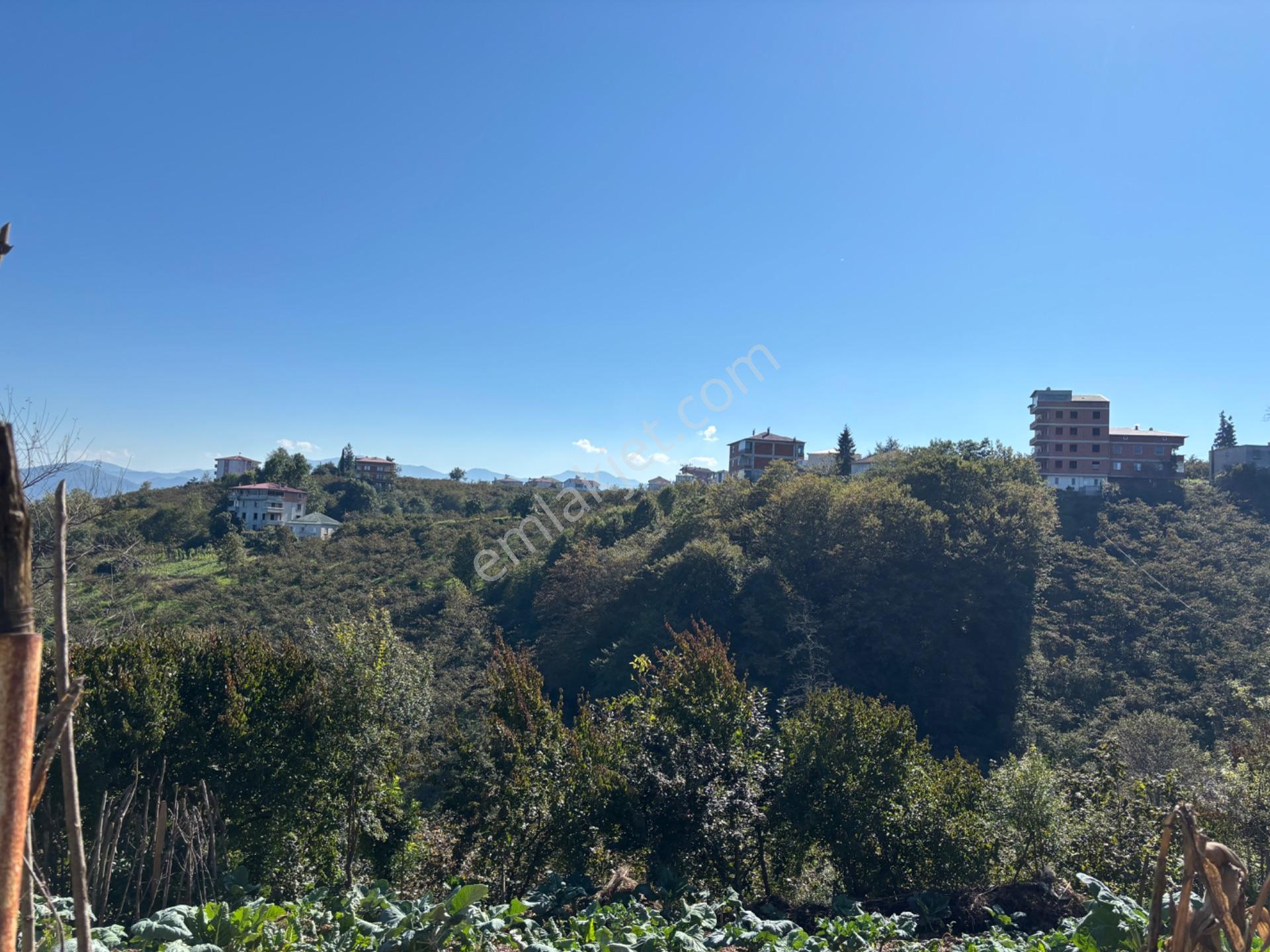 Trabzon Havaalanına 4 Km Mesafede Satılık Fındık Bahçesi — fotoğraf 23