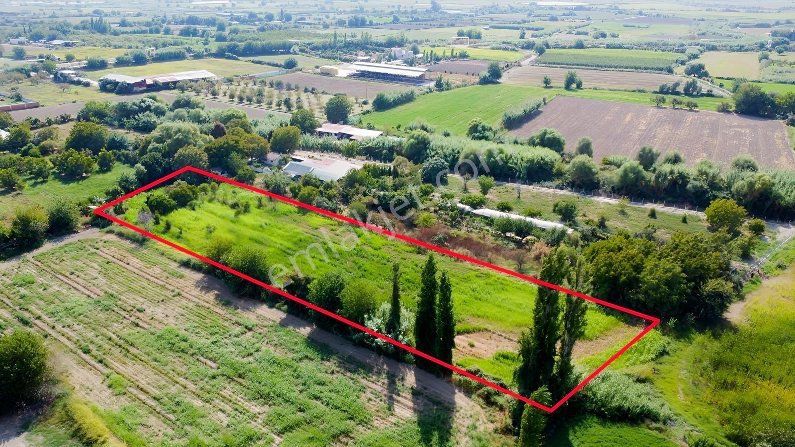 Aydın Efeler Umurluda 5.000 M² Meyve Bahçesi Ve Hobi Bahçesi — fotoğraf 3