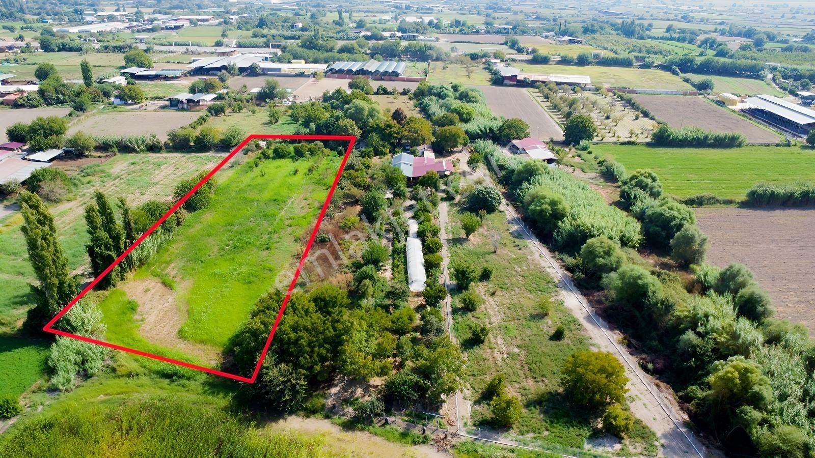 Aydın Efeler Umurluda 5.000 M² Meyve Bahçesi Ve Hobi Bahçesi — fotoğraf 4