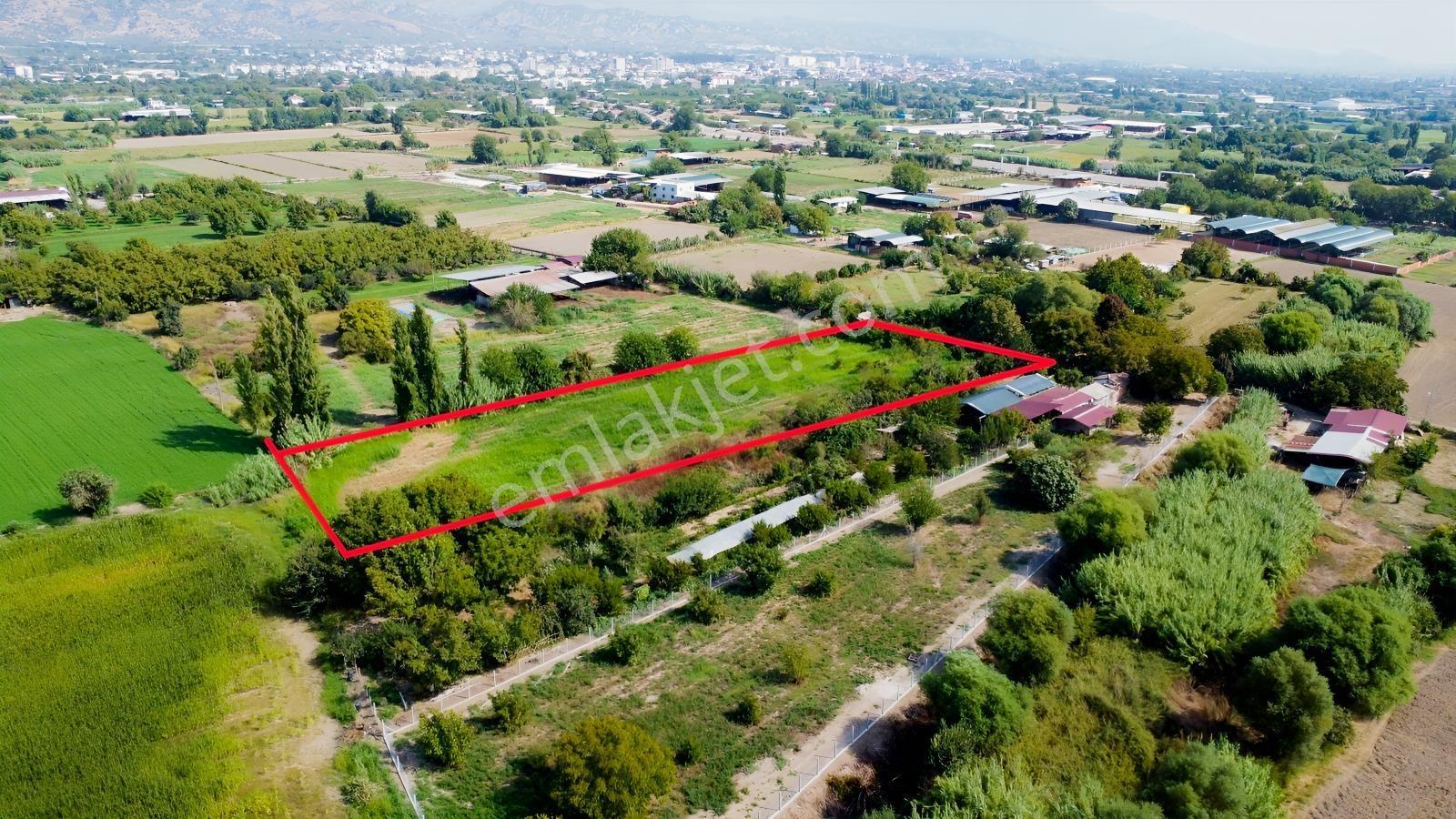 Aydın Efeler Umurluda 5.000 M² Meyve Bahçesi Ve Hobi Bahçesi — fotoğraf 5