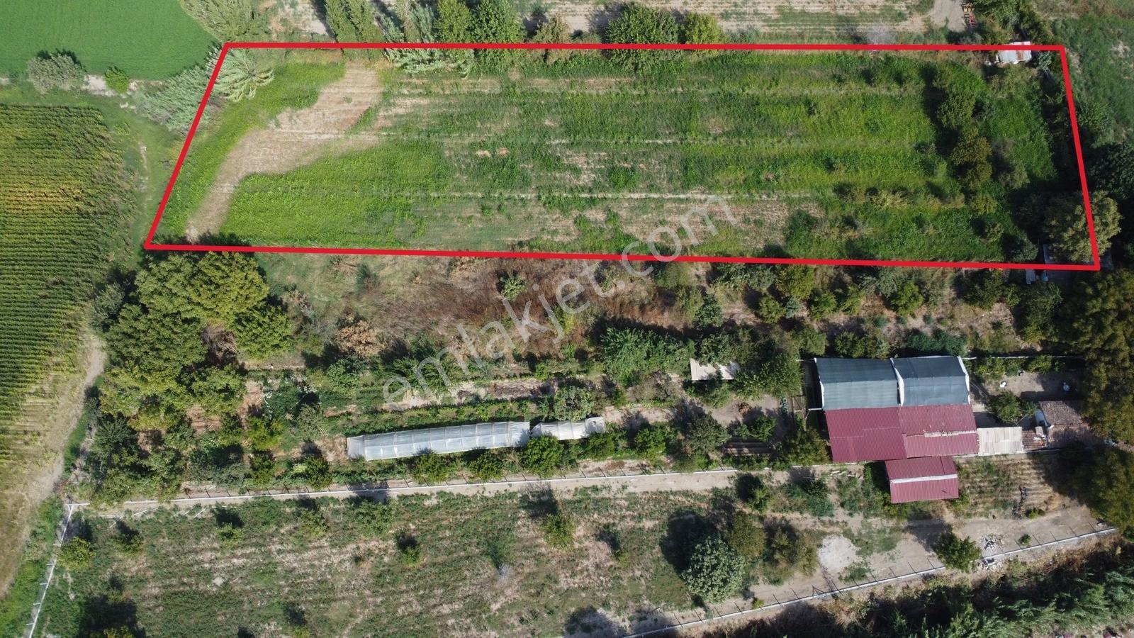 Aydın Efeler Umurluda 5.000 M² Meyve Bahçesi Ve Hobi Bahçesi — fotoğraf 6