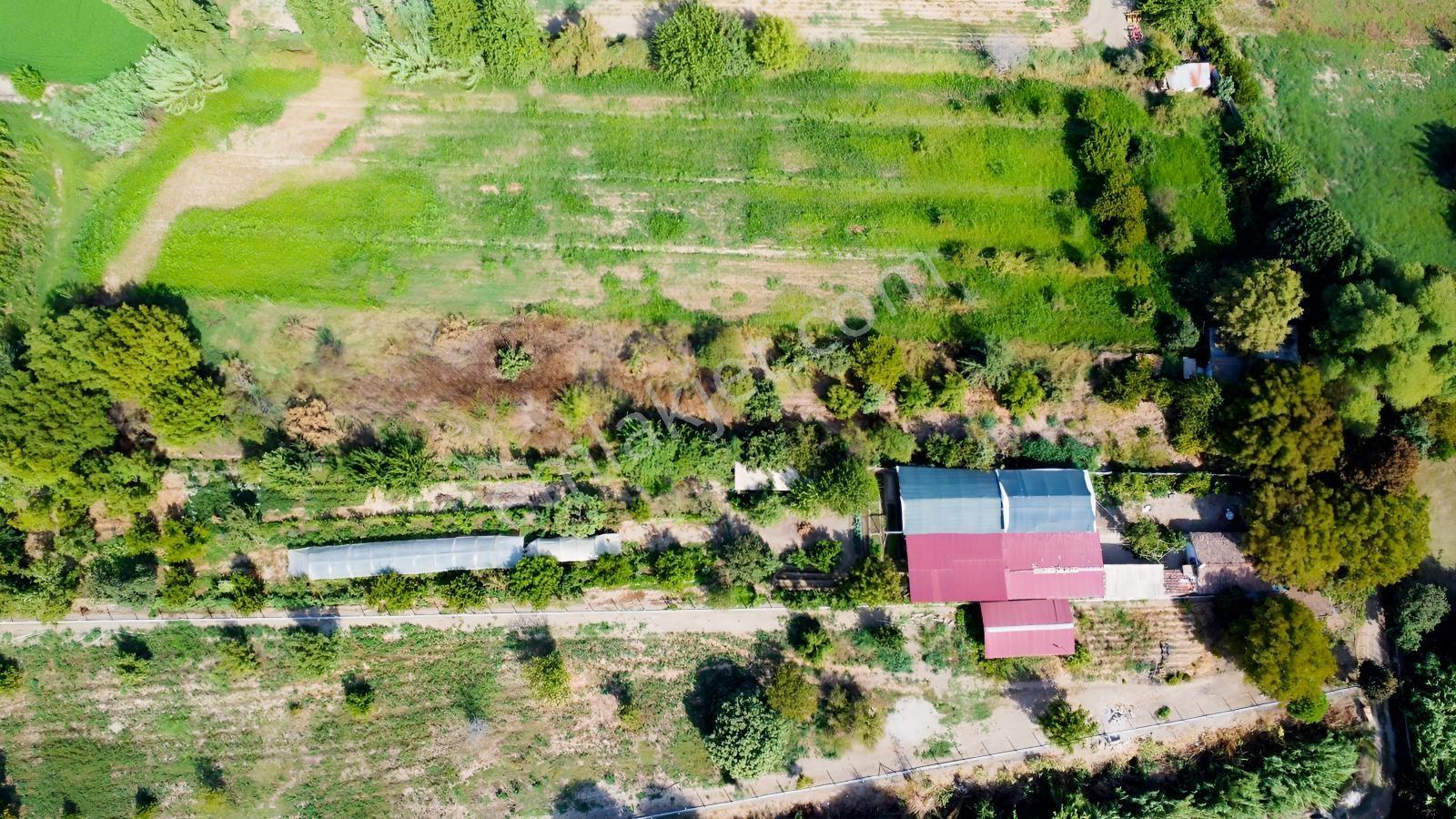 Aydın Efeler Umurluda 5.000 M² Meyve Bahçesi Ve Hobi Bahçesi — fotoğraf 7