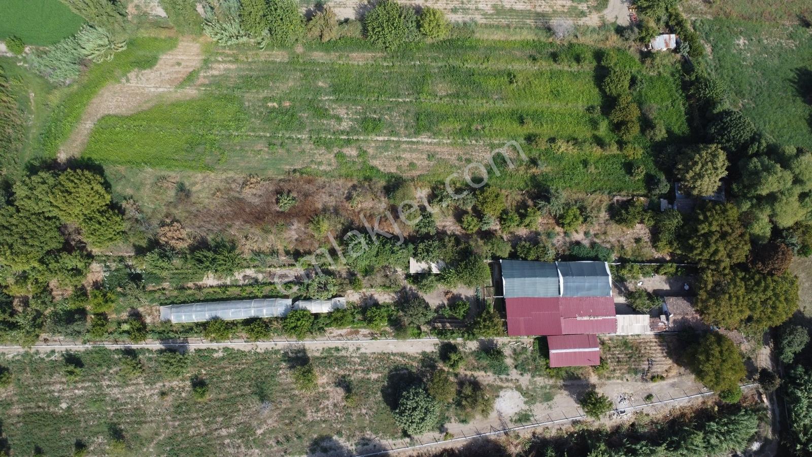 Aydın Efeler Umurluda 5.000 M² Meyve Bahçesi Ve Hobi Bahçesi — fotoğraf 8