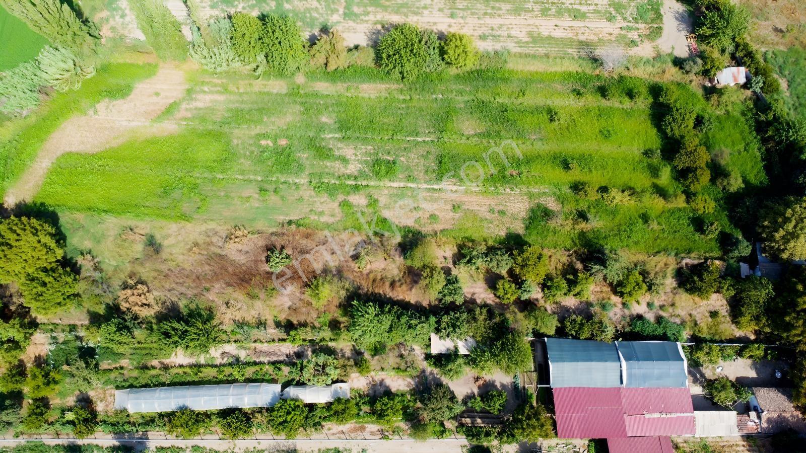 Aydın Efeler Umurluda 5.000 M² Meyve Bahçesi Ve Hobi Bahçesi — fotoğraf 9