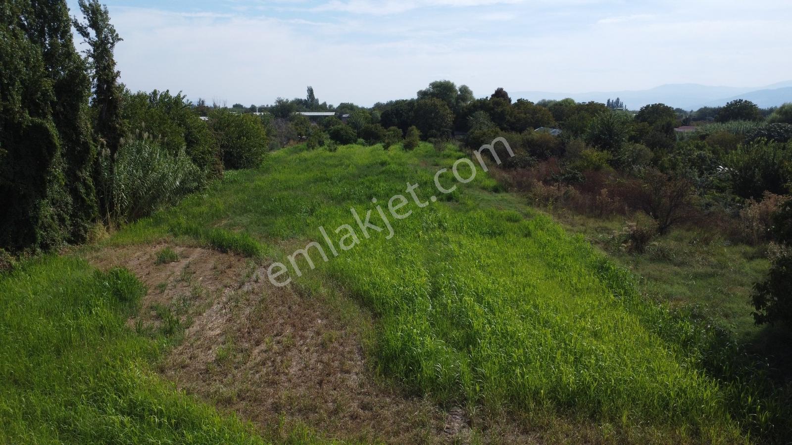 Aydın Efeler Umurluda 5.000 M² Meyve Bahçesi Ve Hobi Bahçesi — fotoğraf 13